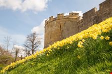 York_225763243