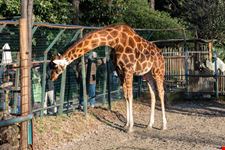 zoo di pistoia_1319194310