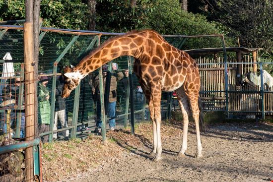 zoo di pistoia_1319194310 zoo di pistoia_1319194310  