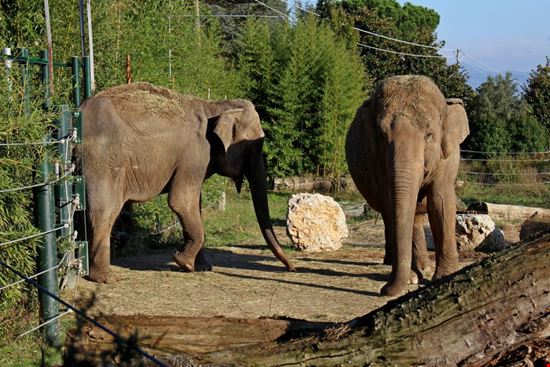 zoo di pistoia_1624331530 zoo di pistoia_1624331530  