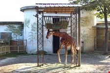 zoo di pistoia_1624331860