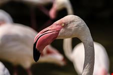 zoo di pistoia_1758129113