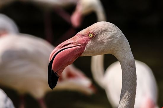 zoo di pistoia_1758129113 zoo di pistoia_1758129113  