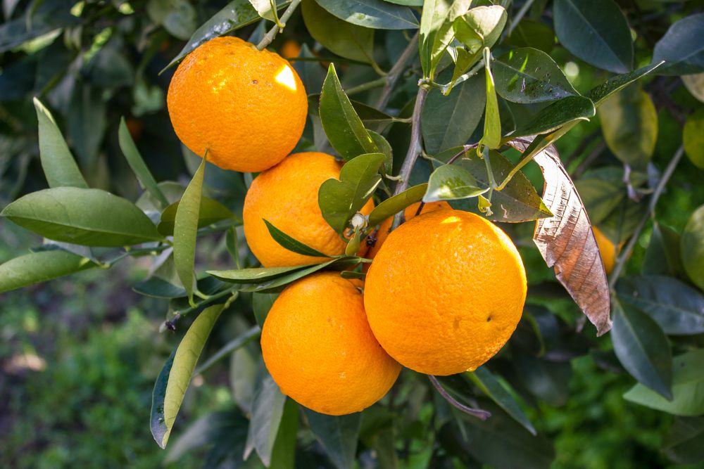 Arance in Sicilia