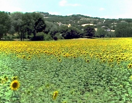 1623_1.jpg