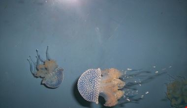 775_2.jpg 775_2.jpg