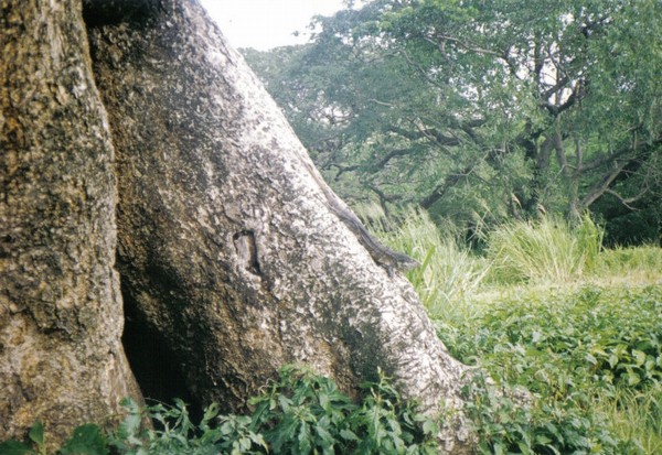 781_8.jpg