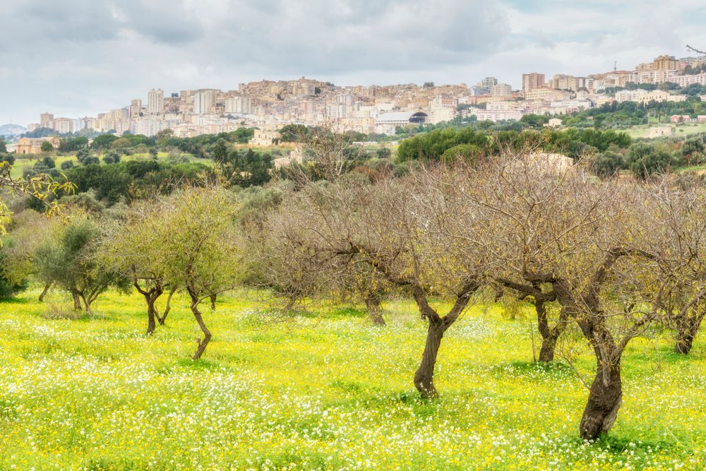 dove_mangiare_ad_agrigento
